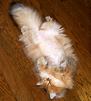 猫, チンチラ・ゴールデン, 来夢