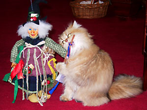 猫, チンチラ・ゴールデン, 来夢