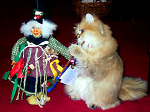 猫, チンチラ・ゴールデン, 来夢