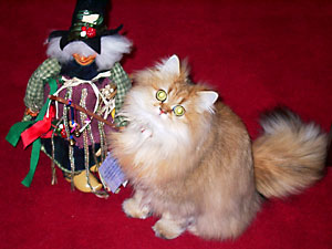 猫, チンチラ・ゴールデン, 来夢