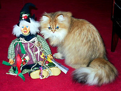 猫, チンチラ・ゴールデン, 来夢