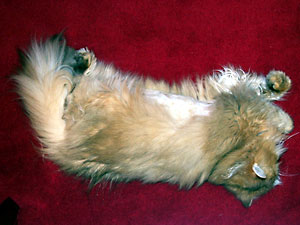 猫, チンチラ・ゴールデン, 来夢