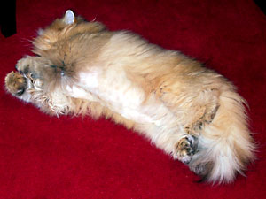 猫, チンチラ・ゴールデン, 来夢