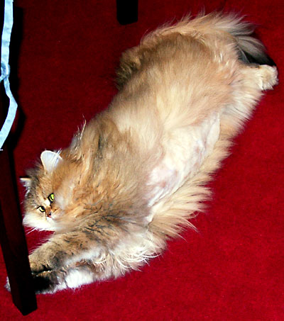 猫, チンチラ・ゴールデン, 来夢