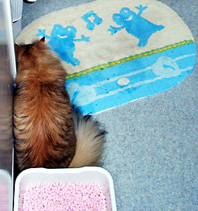 猫, チンチラ・ゴールデン, 来夢