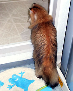 猫, チンチラ・ゴールデン, 来夢