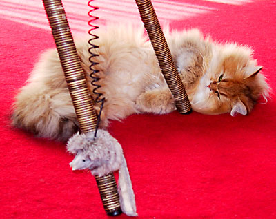 猫, チンチラ・ゴールデン, 来夢