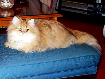 猫, チンチラ・ゴールデン, 来夢