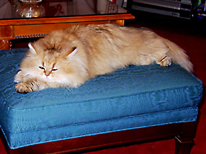 猫, チンチラ・ゴールデン, 来夢