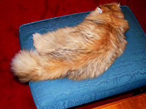 猫, チンチラ・ゴールデン, 来夢