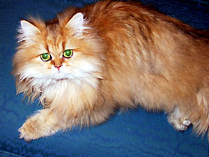 猫, チンチラ・ゴールデン, 来夢