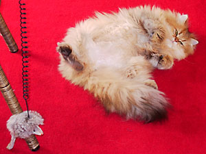 猫, チンチラ・ゴールデン, 来夢