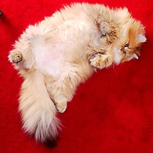 猫, チンチラ・ゴールデン, 来夢