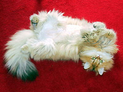 猫, チンチラ・ゴールデン, 来夢