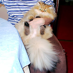 猫, チンチラ・ゴールデン, 来夢