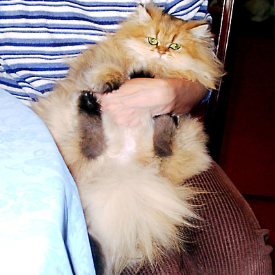 猫, チンチラ・ゴールデン, 来夢