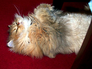 猫, チンチラ・ゴールデン, 来夢