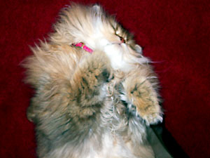 猫, チンチラ・ゴールデン, 来夢