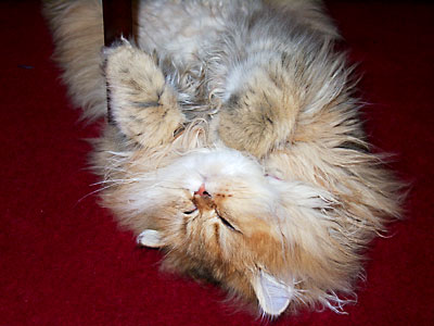 猫, チンチラ・ゴールデン, 来夢