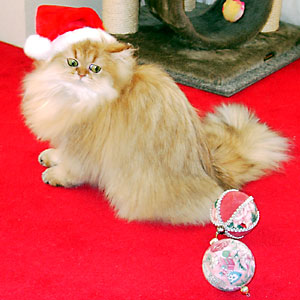 猫, チンチラ・ゴールデン, 来夢