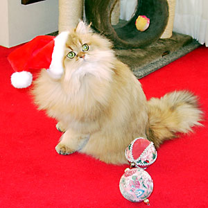 猫, チンチラ・ゴールデン, 来夢