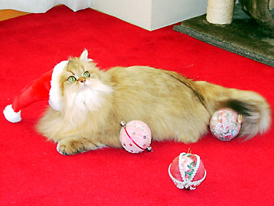 猫, チンチラ・ゴールデン, 来夢