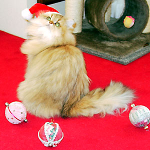 猫, チンチラ・ゴールデン, 来夢