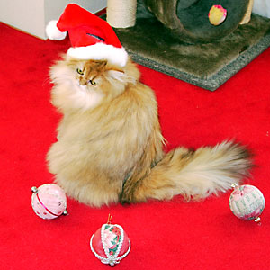 猫, チンチラ・ゴールデン, 来夢