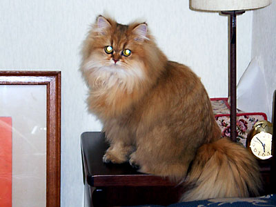 猫, チンチラ・ゴールデン, 来夢