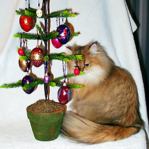 猫, チンチラ・ゴールデン, 来夢