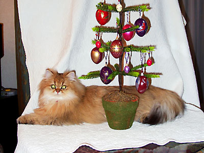 猫, チンチラ・ゴールデン, 来夢