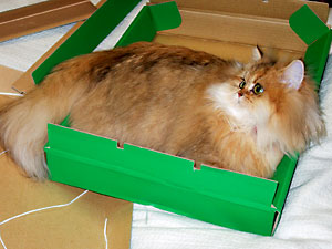 猫, チンチラ・ゴールデン, 来夢