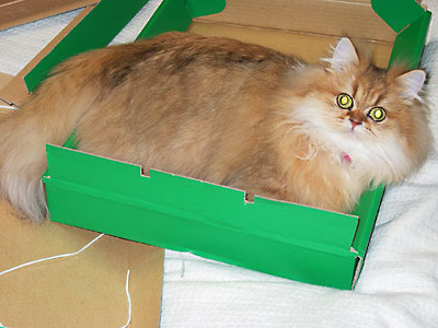 猫, チンチラ・ゴールデン, 来夢