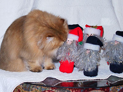 猫, チンチラ・ゴールデン, 来夢