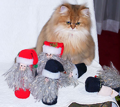 猫, チンチラ・ゴールデン, 来夢