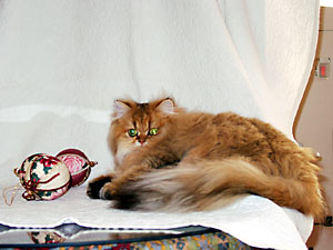 猫, チンチラ・ゴールデン, 来夢