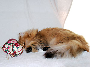 猫, チンチラ・ゴールデン, 来夢