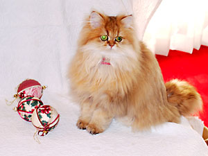 猫, チンチラ・ゴールデン, 来夢