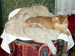 猫, チンチラ・ゴールデン, 来夢