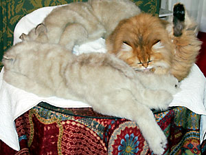 猫, チンチラ・ゴールデン, 来夢