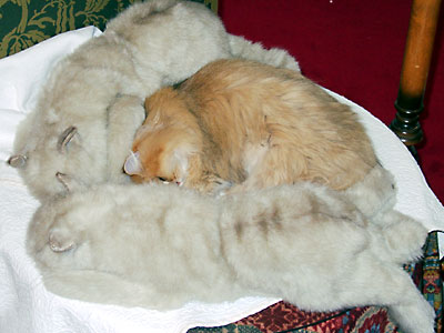 猫, チンチラ・ゴールデン, 来夢