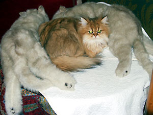 猫, チンチラ・ゴールデン, 来夢