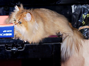 猫, チンチラ・ゴールデン, 来夢