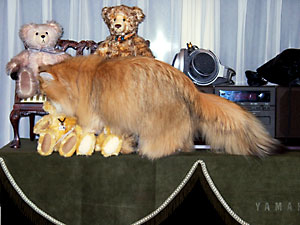 猫, チンチラ・ゴールデン, 来夢