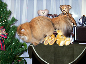 猫, チンチラ・ゴールデン, 来夢