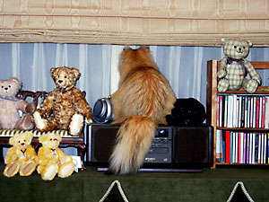 猫, チンチラ・ゴールデン, 来夢