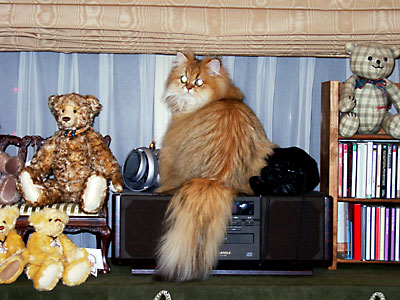 猫, チンチラ・ゴールデン, 来夢