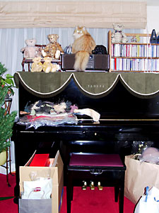 猫, チンチラ・ゴールデン, 来夢