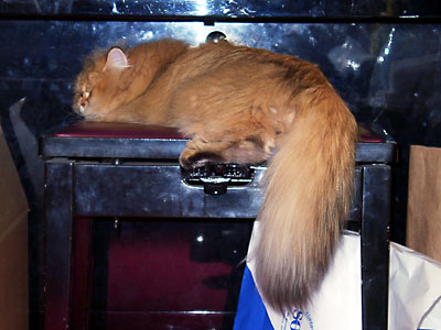 猫, チンチラ・ゴールデン, 来夢