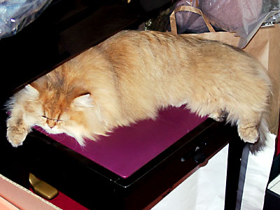 猫, チンチラ・ゴールデン, 来夢